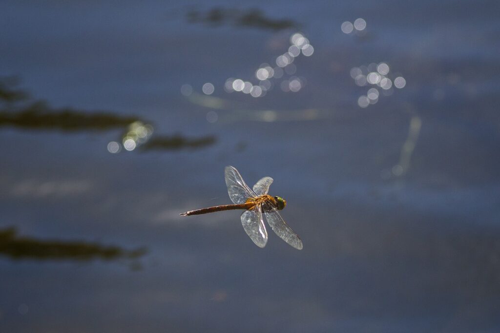 water, river, lake-2102436.jpg